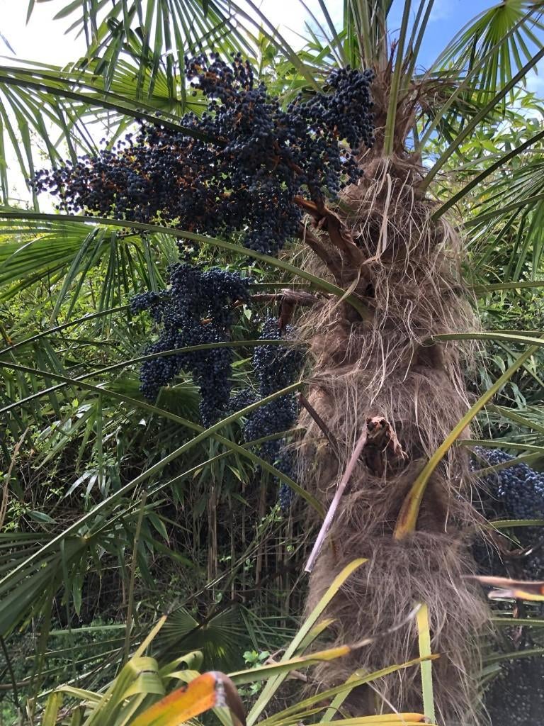 palm zaden van winterharde Trachycarpus, Tuin en Terras, Ophalen