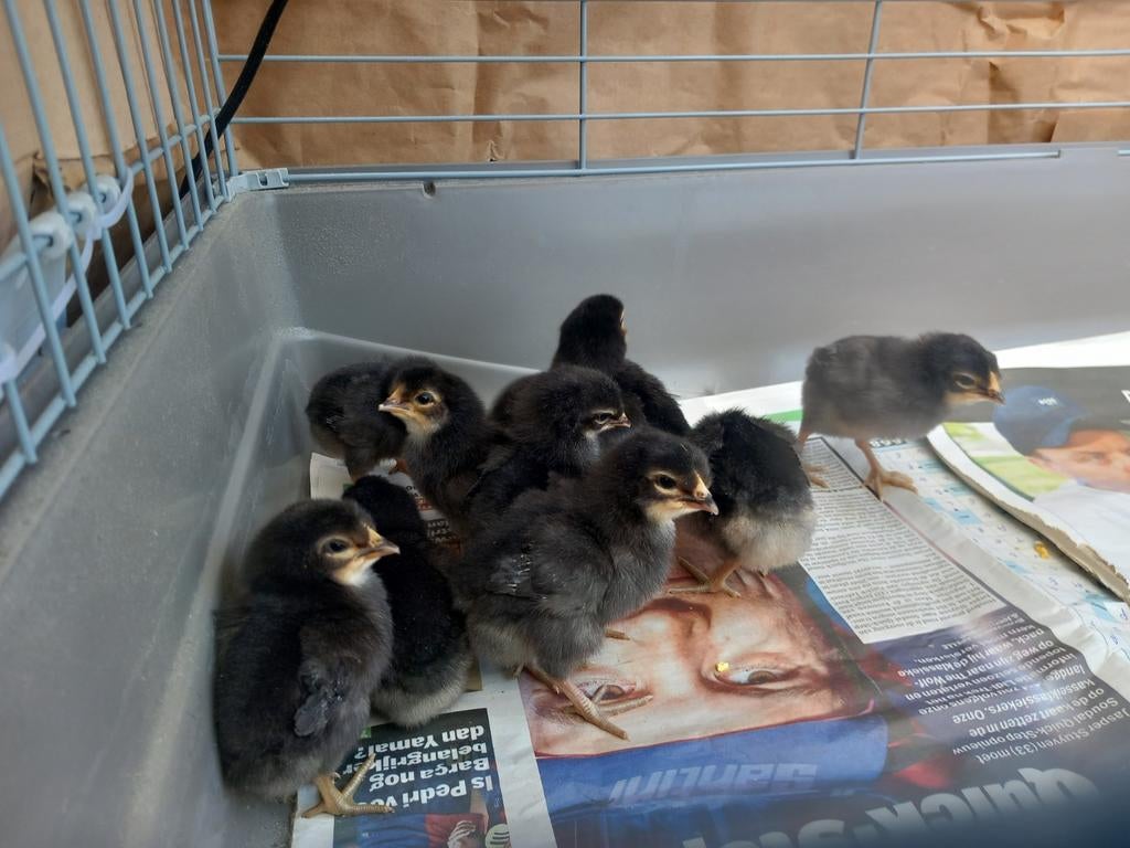 Brabants Hoen kuikens, Dieren en Toebehoren