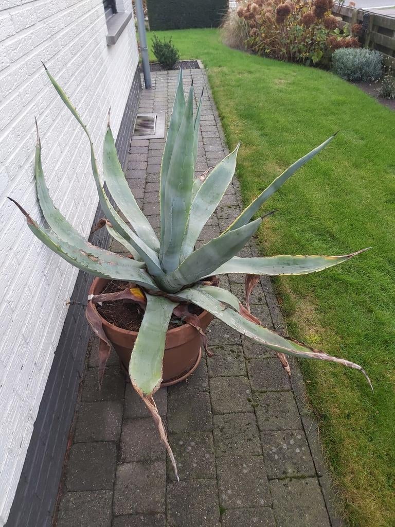 Agave ( cactus), Jardin & Terrasse, Enlèvement