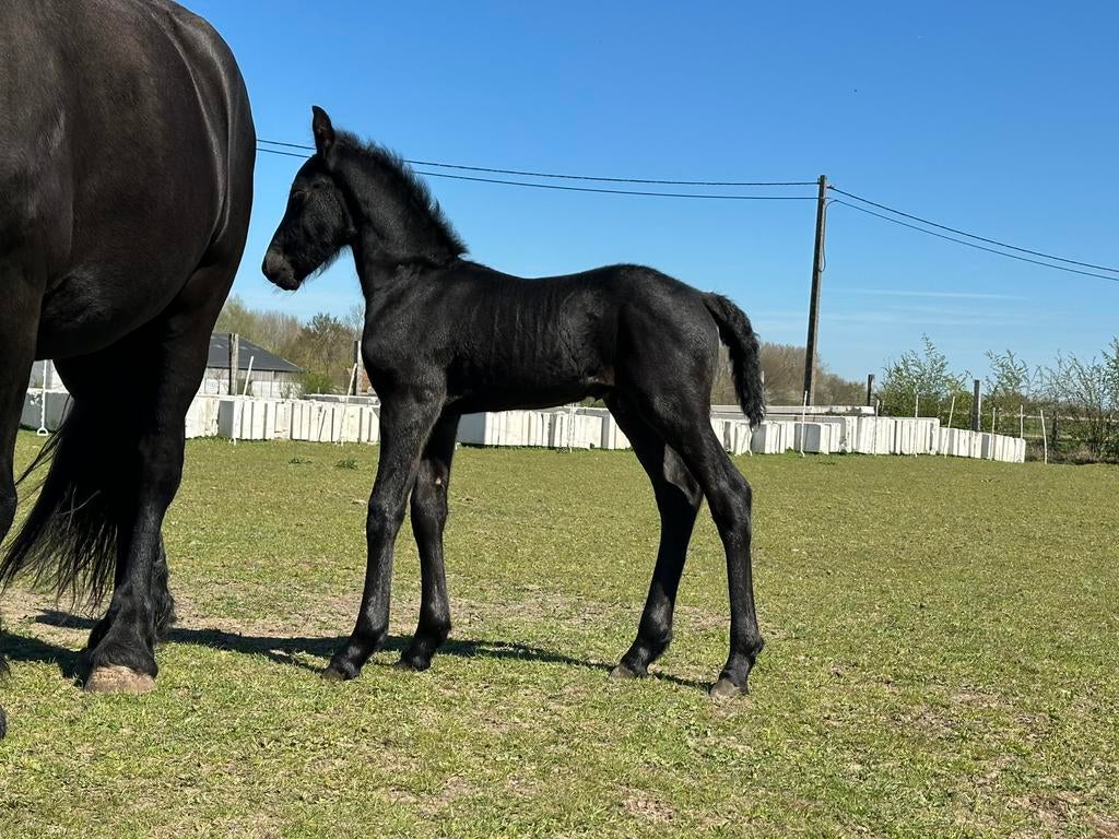 Frieze hengst veulen, Animaux & Accessoires, Étalon