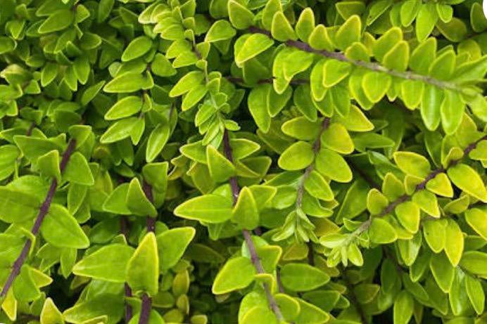 Lonicera, Enlèvement, Plante fixe, Couvre-sol