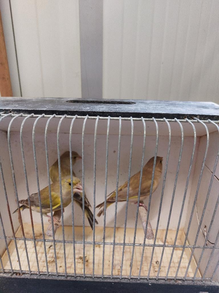 Groenvink Bruin Man, Dieren en Toebehoren, Vogels | Overige Vogels, Mannelijk, Wildzangvogel, Geringd