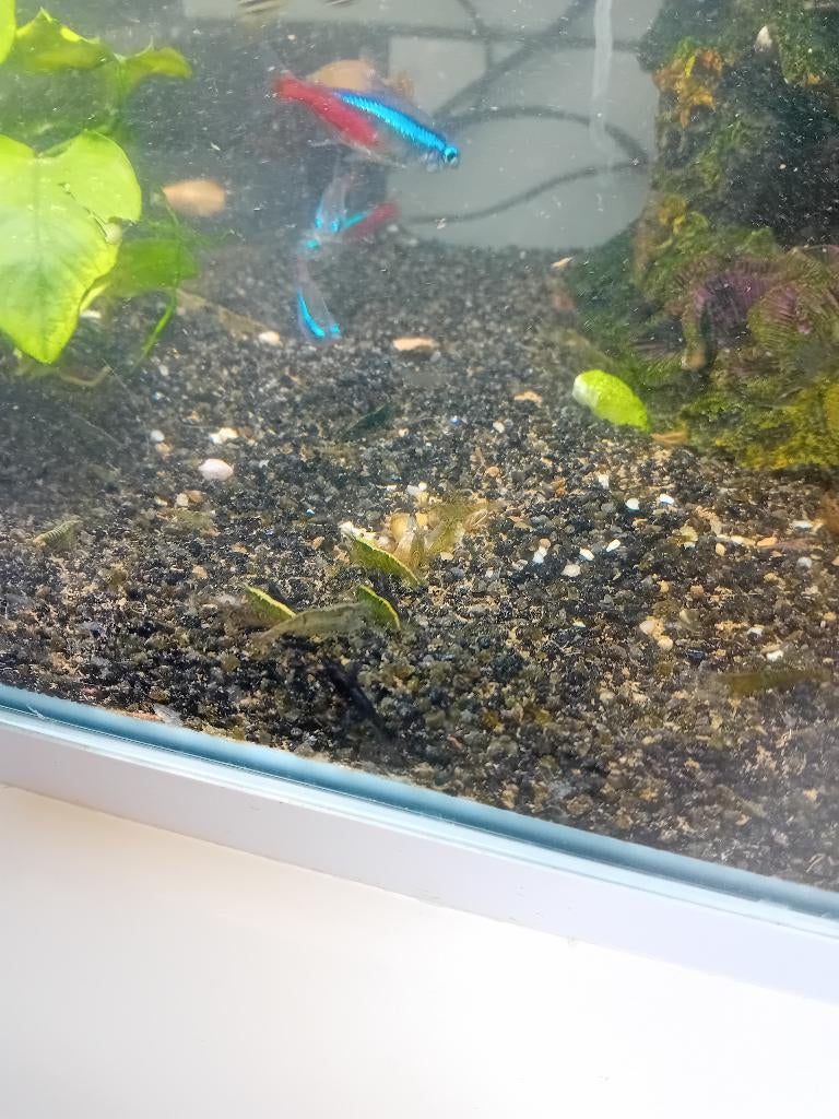 Groene garnalen, Dieren en Toebehoren, Vissen | Aquariumvissen, Kreeft, Krab of Garnaal, Zoetwatervis
