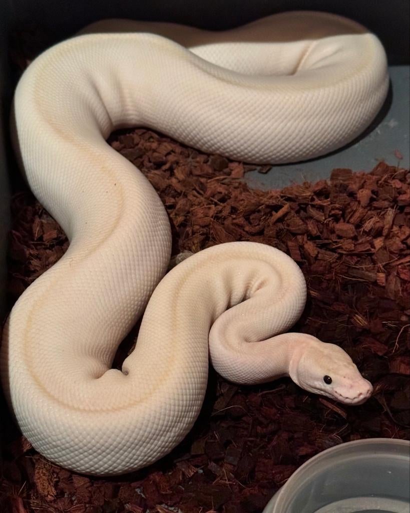 Python Regius collectie, Dieren en Toebehoren, Reptielen en Amfibieën, Slang