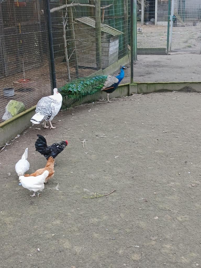 Verse broedeieren van watermaalse baardkrielen e.a. rassen, Dieren en Toebehoren, Pluimvee, Kip