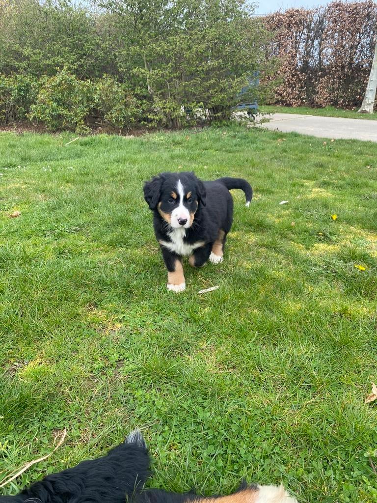 Chiot bouvier bernois, Animaux & Accessoires, Chiens | Bergers & Bouviers, Plusieurs animaux, Autres races, Éleveur | Professionnel