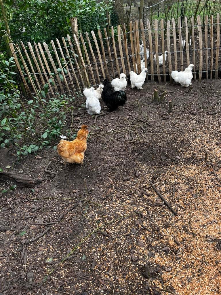 Raszuivere zijdehoenders allemaal hennetjes, Dieren en Toebehoren