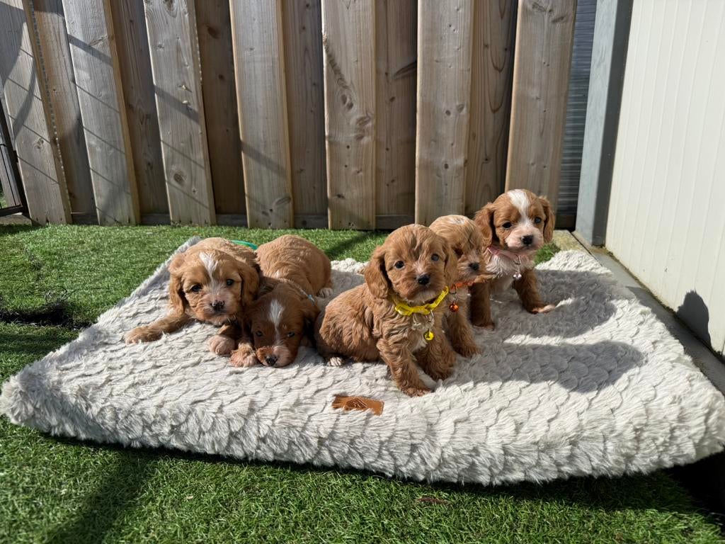 Mooie cavapoo pups, Dieren en Toebehoren, Honden | Retrievers, Spaniëls en Waterhonden, Meerdere dieren, Overige rassen, Fokker | Professioneel