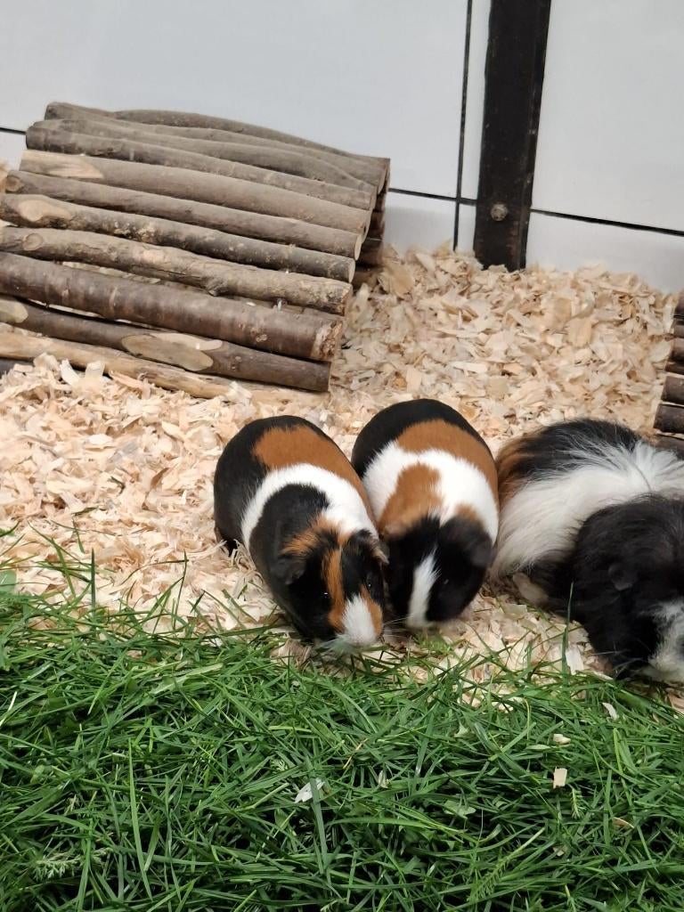 Enkele gladhaar cavia's (zeugen), Animaux & Accessoires, Rongeurs, Femelle, Cobaye, Décembre
