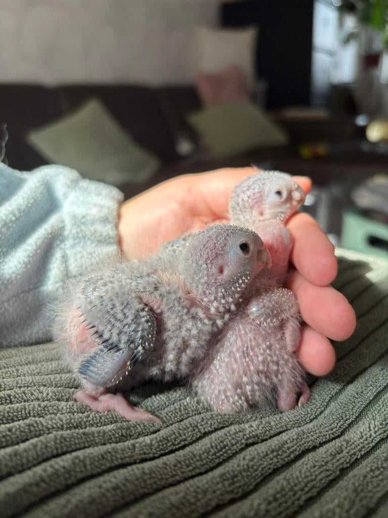 Pyrrhura Molinae handtam, Dieren en Toebehoren, Vogels | Parkieten en Papegaaien, Geslacht onbekend, Parkiet, Pratend