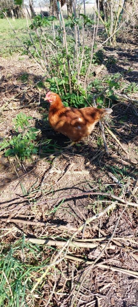 Jonge leghennen te koop, Dieren en Toebehoren, Overige Dieren, December, Vrouwelijk