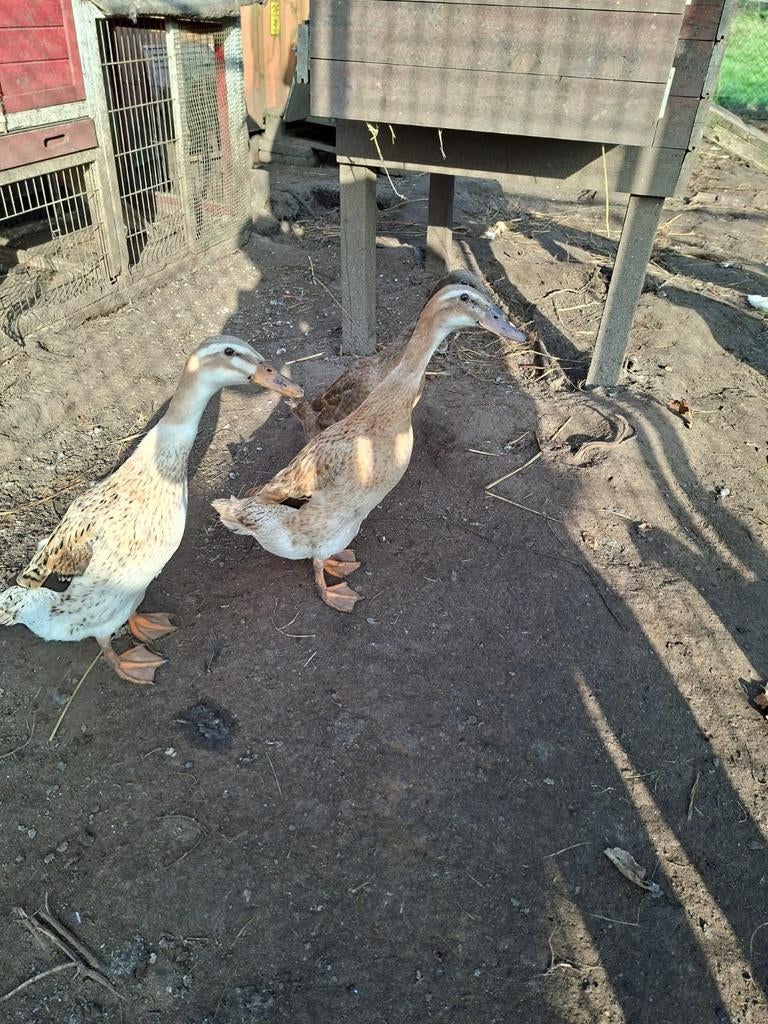 Broedeieren loopeenden