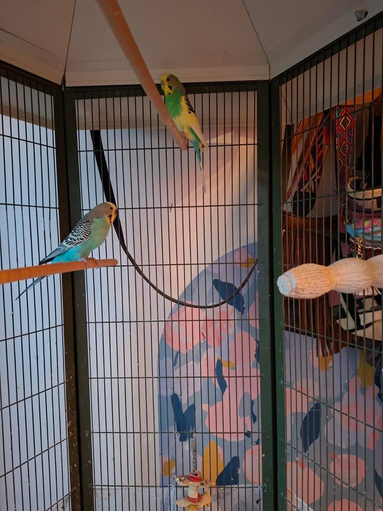 Perruches - hommes et femmes