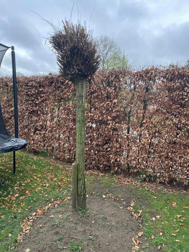 Mooie bomen/ hagebeuken / struiken te koop / zelf halen, Enlèvement
