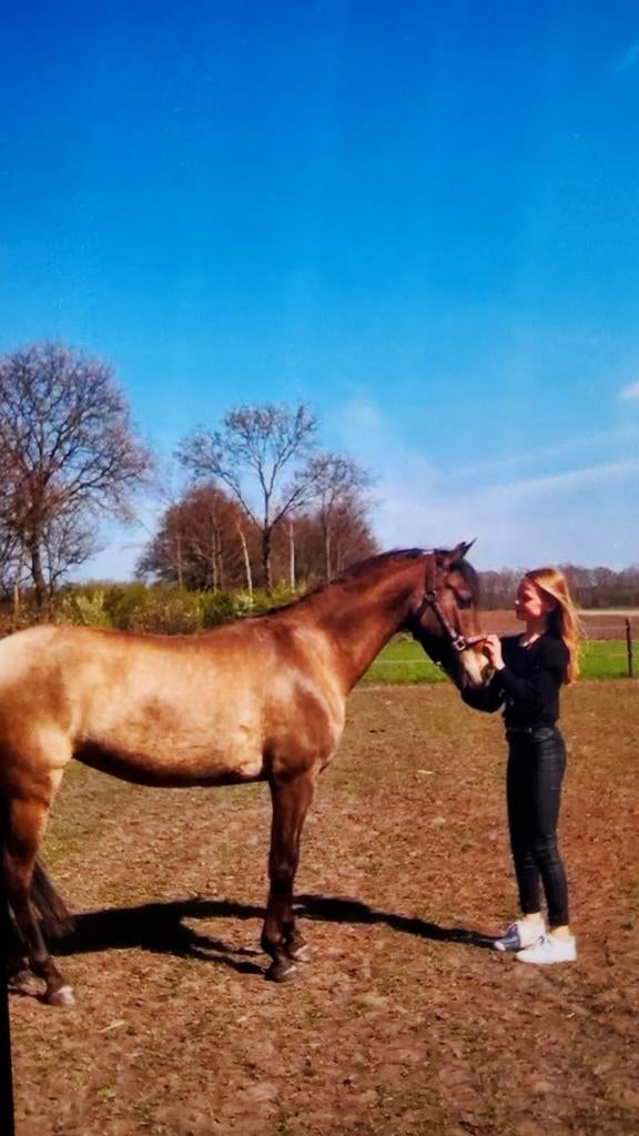 Recreatieve D pony, 1.39 Welsh, Dieren en Toebehoren, Pony's, Merrie, L, 11 jaar of ouder, Recreatiepony