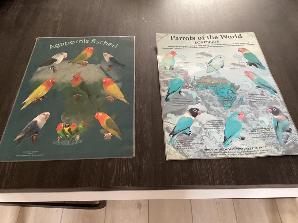2 posters van Agapornis geplastificeerd, Dieren en Toebehoren, Vogels | Parkieten en Papegaaien, Dwergpapegaai of Agapornis