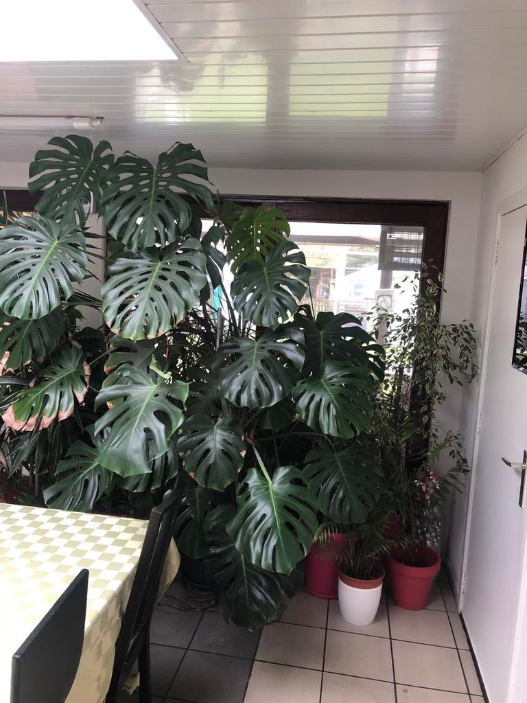 Te koop, Enlèvement