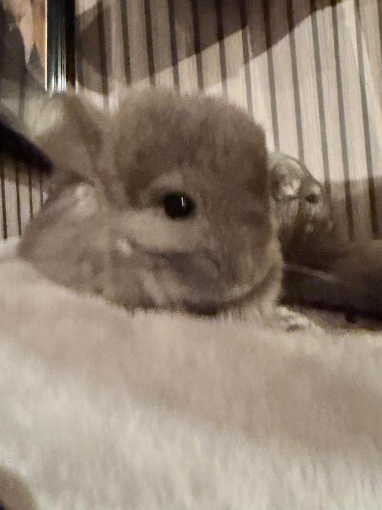 Chinchilla’s die een nieuwe thuis zoeken, Dieren en Toebehoren, Knaagdieren, Chinchilla, Juli, Meerdere dieren, Tam