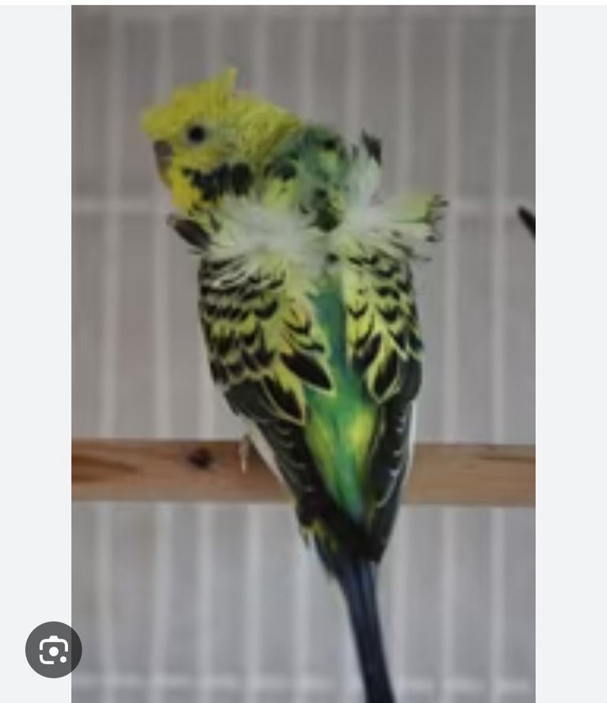 Hagoromo en Blackface grasparkiet, Animaux & Accessoires