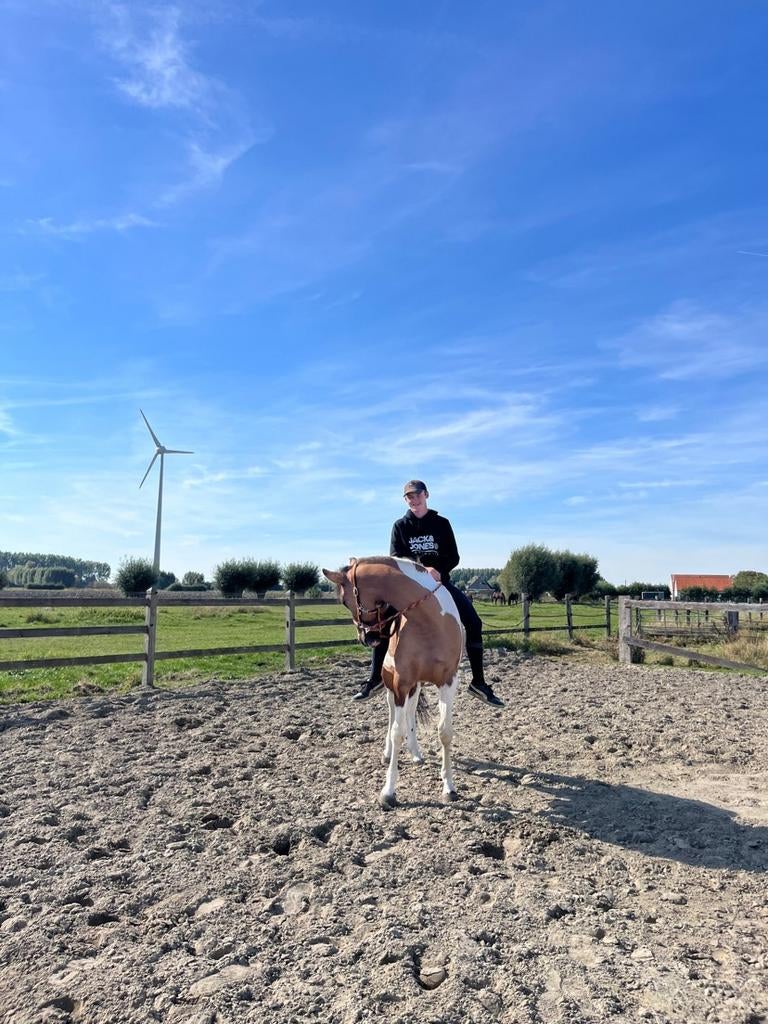 Paard te koop, Dieren en Toebehoren, Ophalen