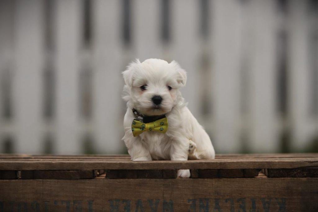 Bichon Maltais, Belgische fokker, Dieren en Toebehoren, Honden | Chihuahua's en Gezelschapshonden, Parvo, België, Maltezer, 8 tot 15 weken