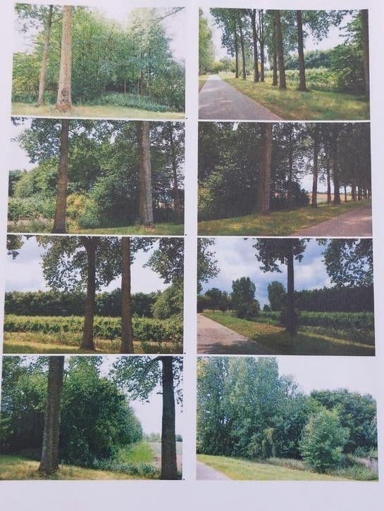 Eiken bos, Immo, Gronden en Bouwgronden