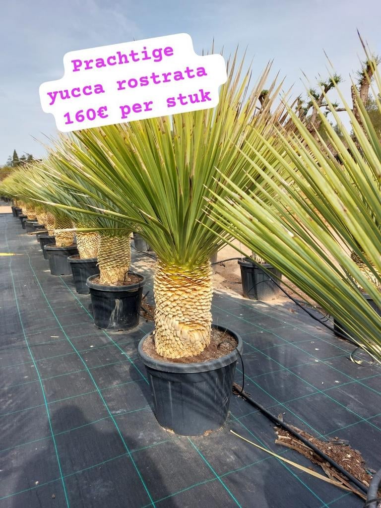 Yucca rostrata, Ophalen of Verzenden