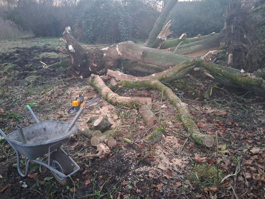 Kappen van bomen of omgevallen bomen