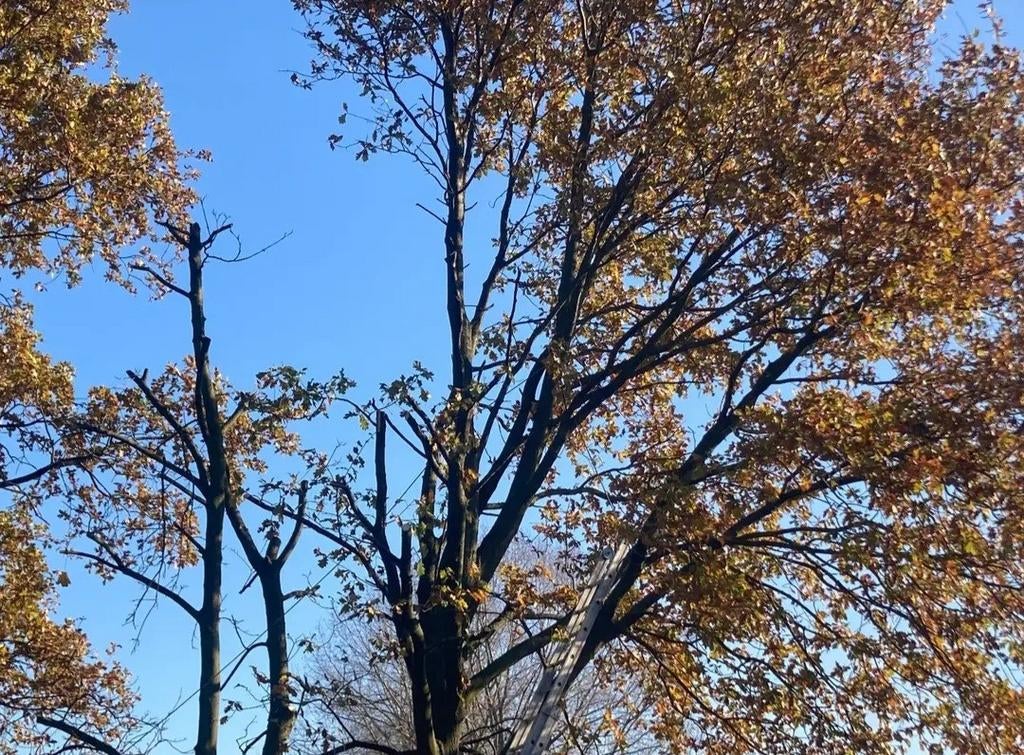 Entretien & taille de haies
 Abattage & élagage