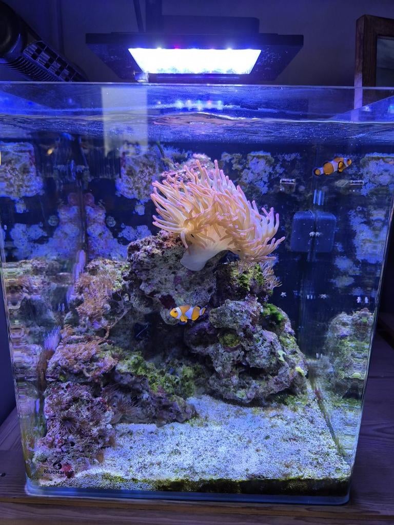 Superbe aquarium eau de mer avec poissons et coraux, Animaux & Accessoires, Poissons | Aquariums & Accessoires, Enlèvement ou Envoi