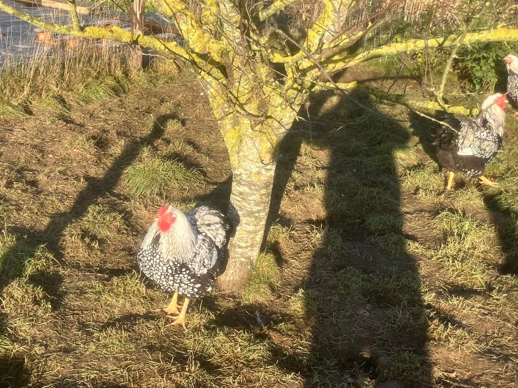 Vends œufs fécondés