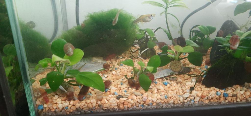 Anubias Nana Bonsai pour d`aquarium(petite~1-2cm), Enlèvement ou Envoi, Plein soleil, Autres espèces, Ne fleurit pas