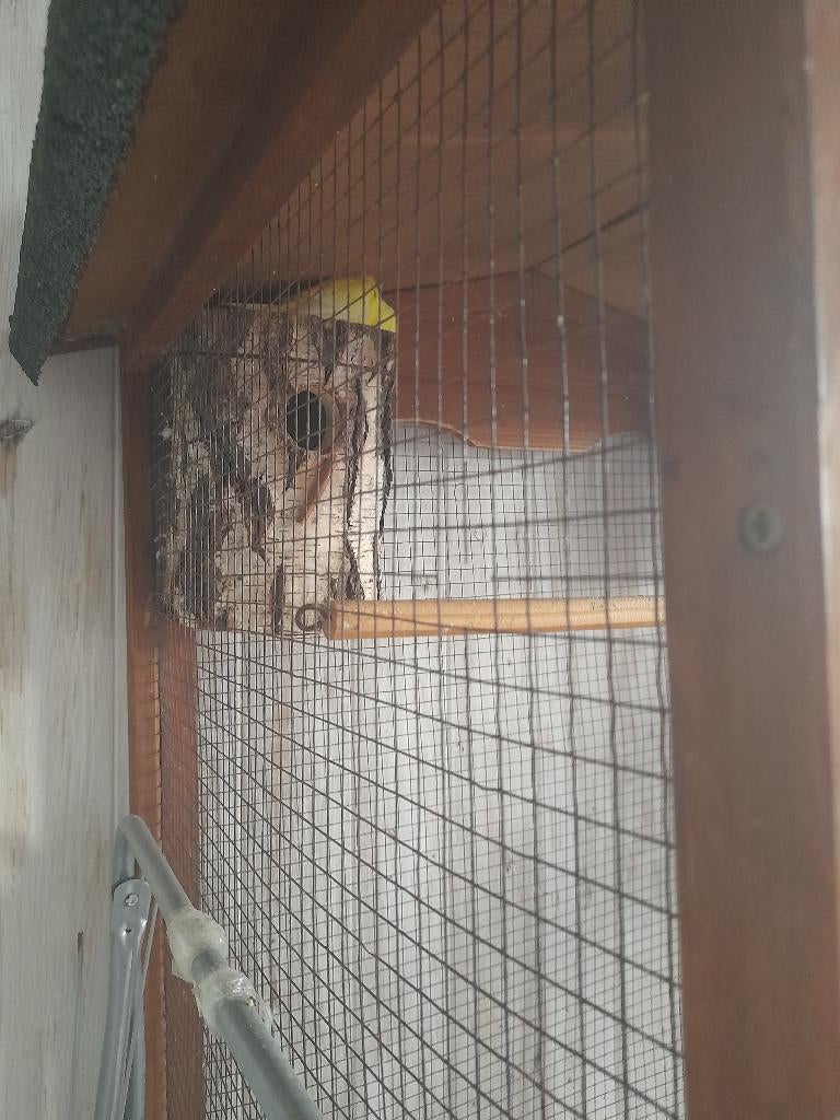 Perruches, Enlèvement, Utilisé, Bois, Cage à oiseaux