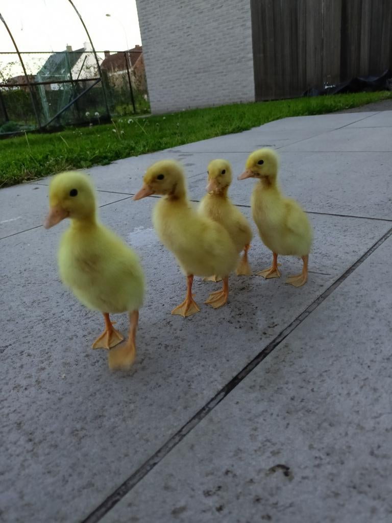 Kuikens van witte Indische loopeenden., Dieren en Toebehoren, Pluimvee