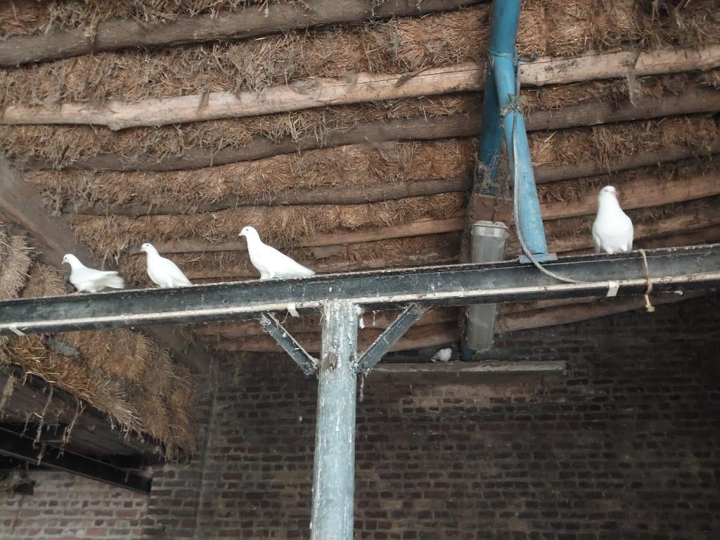 Witte duiven te koop, Dieren en Toebehoren, Meerdere dieren, Overige soorten