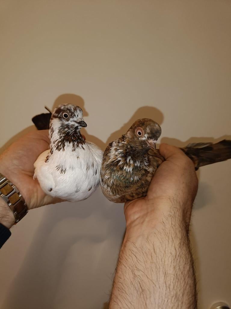 Portugese Tuimelaars koppel 5+6, Dieren en Toebehoren, Vogels | Duiven, Meerdere dieren, Tuimelaar of Roller