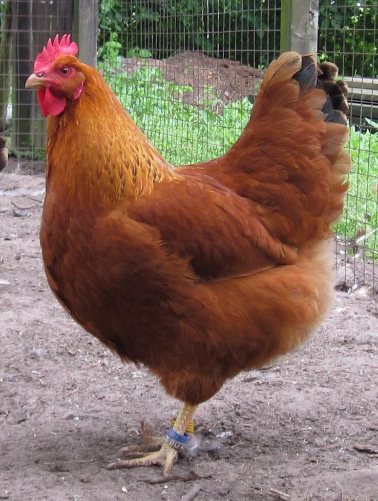 Broedeieren New Hampshire, Dieren en Toebehoren, Tam