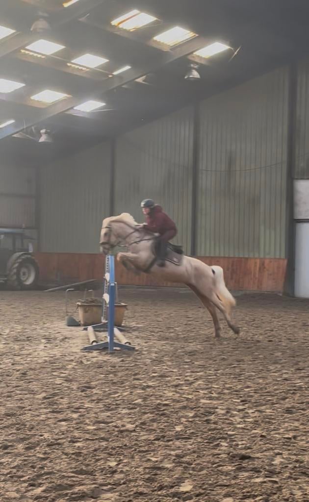 Grote d pony, 11 ans ou plus, Poney D (1.37 m à 1.48m), Ne s'applique pas, Poney de saut