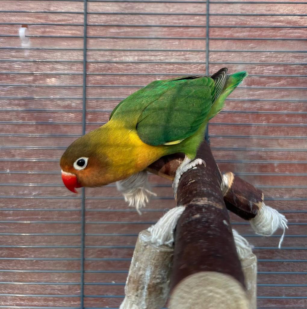 Agapornis, Sexe inconnu