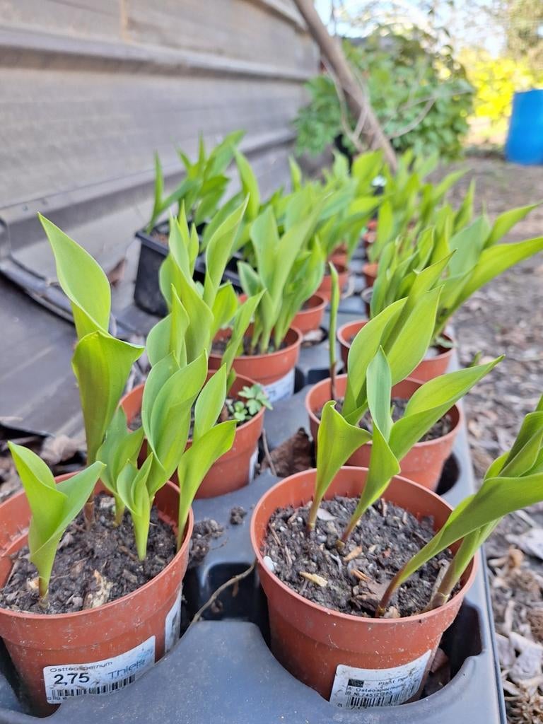 Meiklokjes in potjes 9 cm diameter, Ophalen