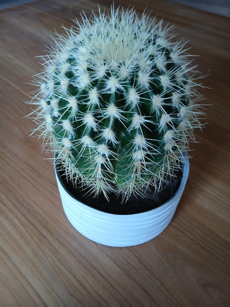 Cactussen, Ophalen, Cactus, Minder dan 100 cm