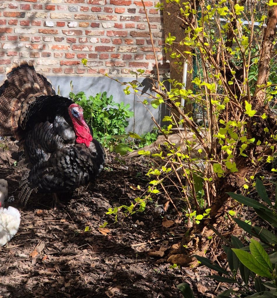 Œufs à incuber de dinde de Ronquière, Sexe inconnu, Dinde