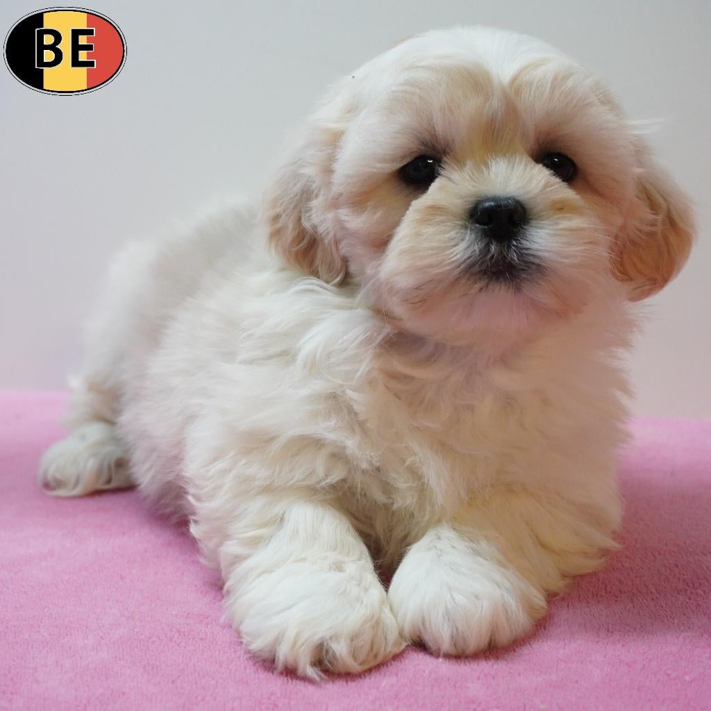 Lhasa Apso, adorables chiots belges à vendre, Commerçant, Autres races, 8 à 15 semaines, Plusieurs