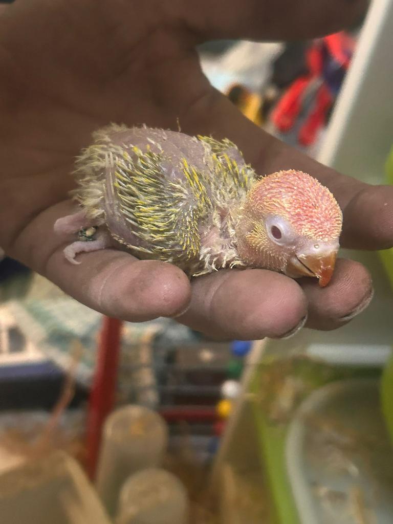 Groen opaline pale fallow fischer, Dieren en Toebehoren, Geslacht onbekend, Geringd