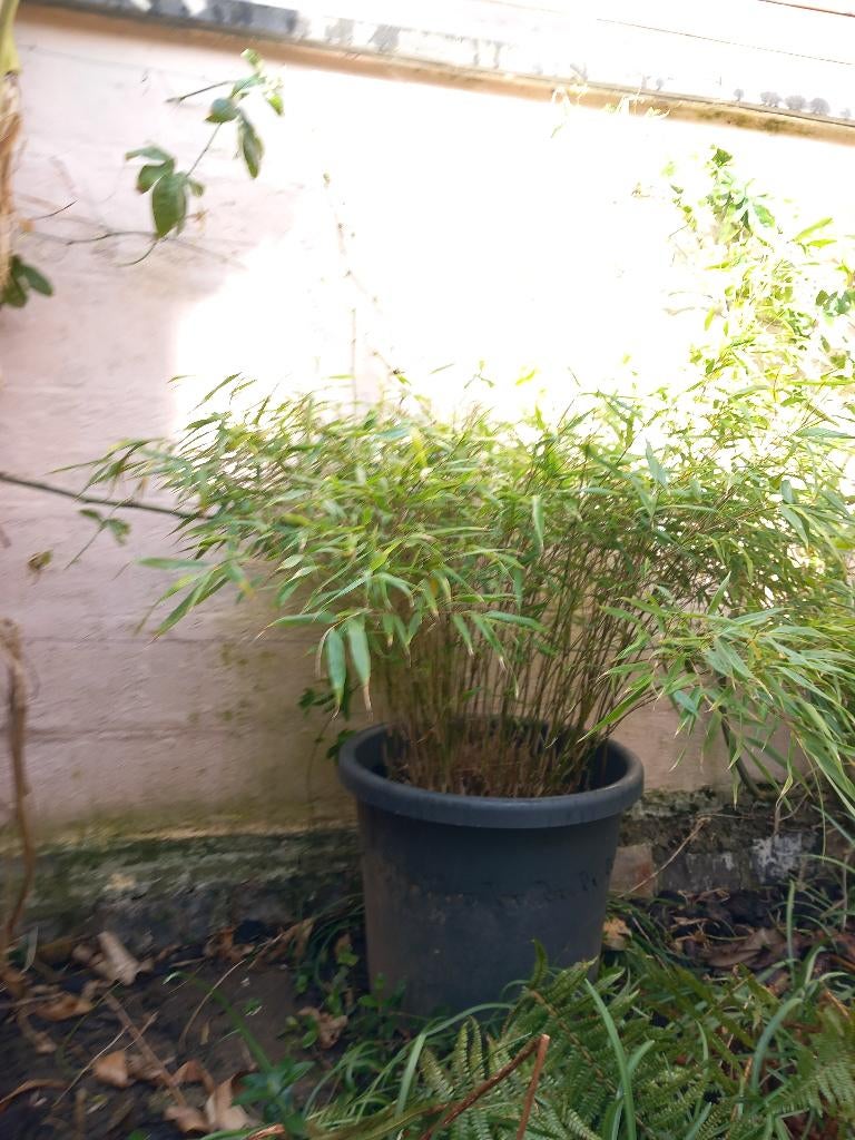 bamboe, Tuin en Terras, Ophalen, Vaste plant