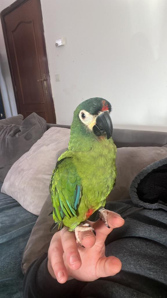 !! Bien lire !!Offrez un avenir meilleur à votre perroquet, Animaux & Accessoires, Oiseaux | Perruches & Perroquets, Perroquet