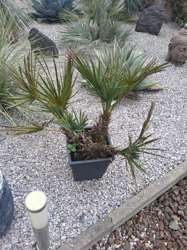 Palmboom, Tuin en Terras, Ophalen