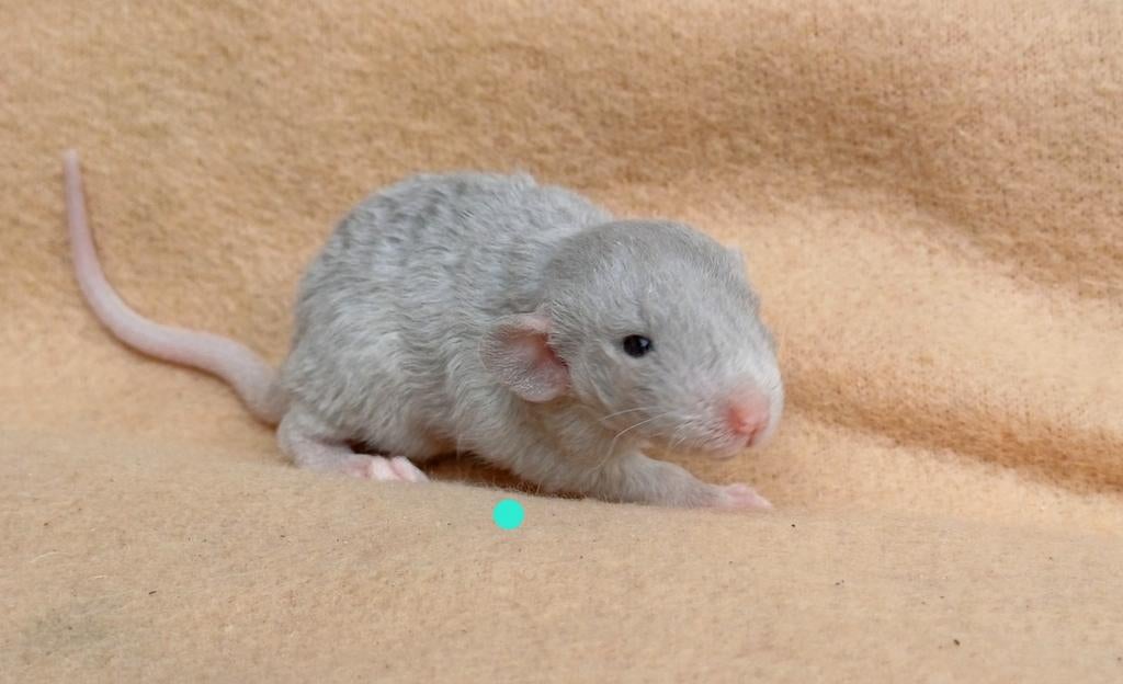 6 mannelijke rittens klaar voor reservatie, Maart, Mannelijk, Tam