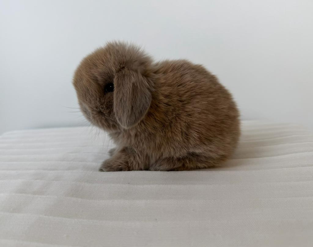 Minilop kleintjes te reserveren, Dieren en Toebehoren, Meerdere dieren, Dwerg, Hangoor, 0 tot 2 jaar