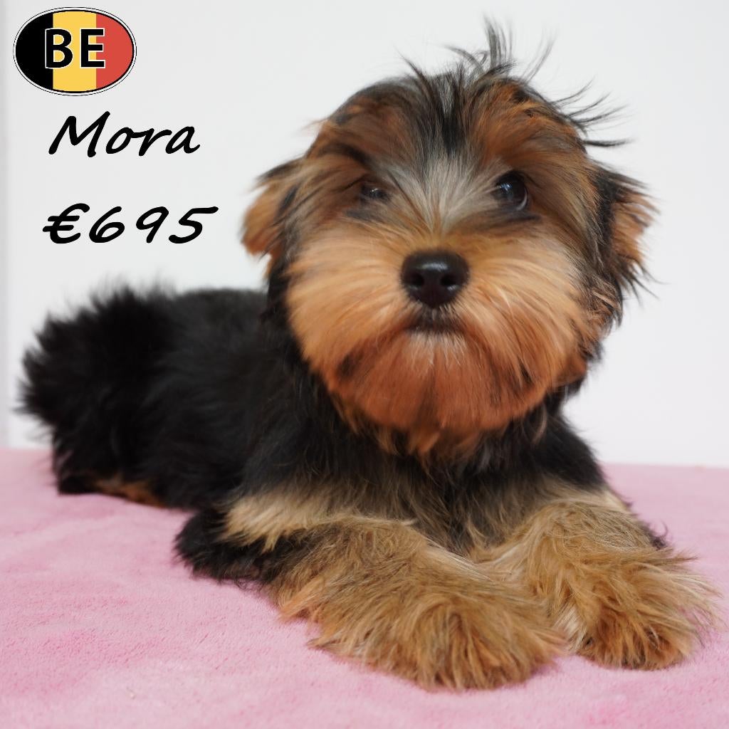 Mora & Mina, Yorkshire Terriër - Belgische pups te koop, Dieren en Toebehoren, België, 15 weken tot 1 jaar, Handelaar, Teef